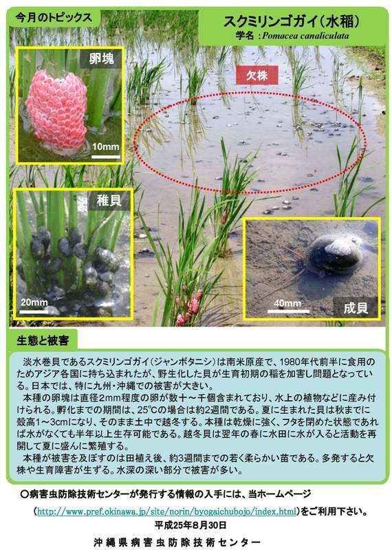 写真：スクミリンゴガイ（水稲）の生態と被害