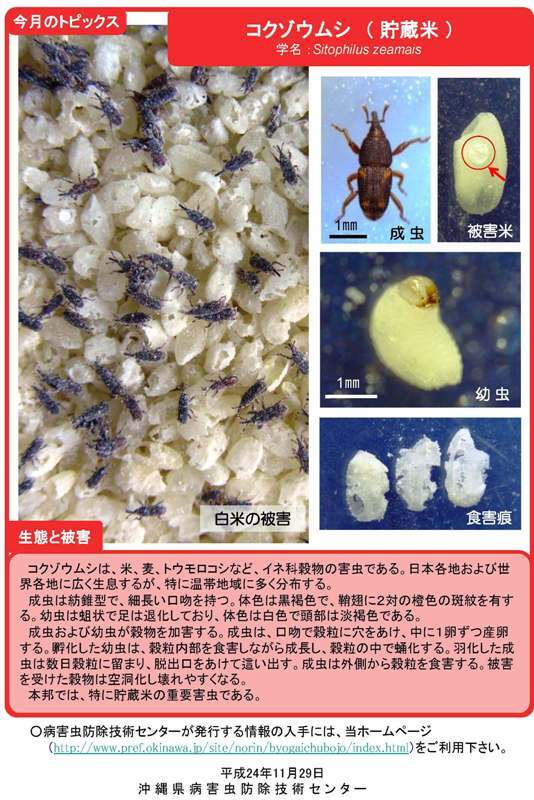 写真：コクゾウムシ（貯蔵米）の生態と被害