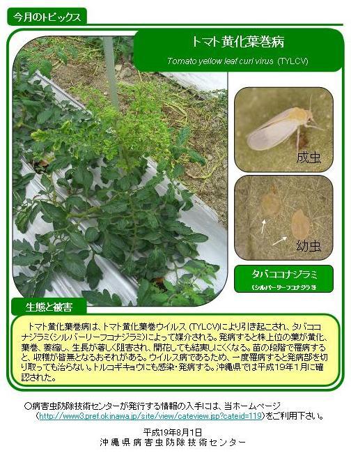 写真：トマト黄化葉巻病（野菜類）の生態と被害