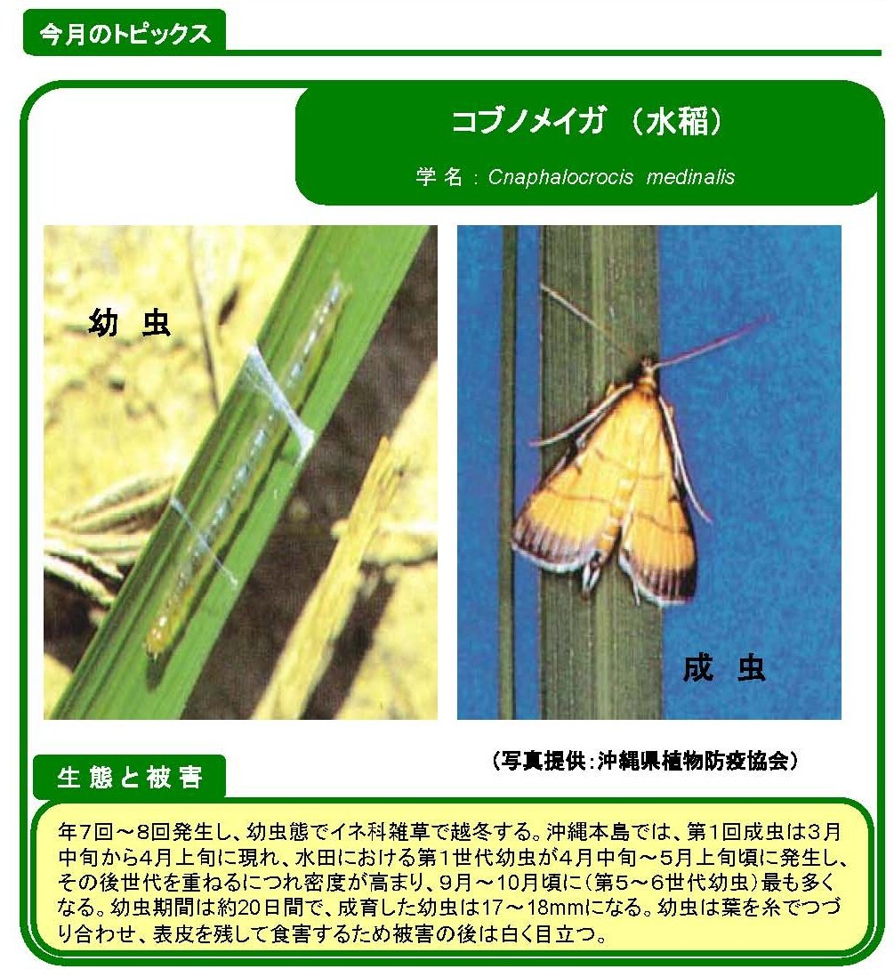 写真：コブノメイガ（水稲）の生態と被害