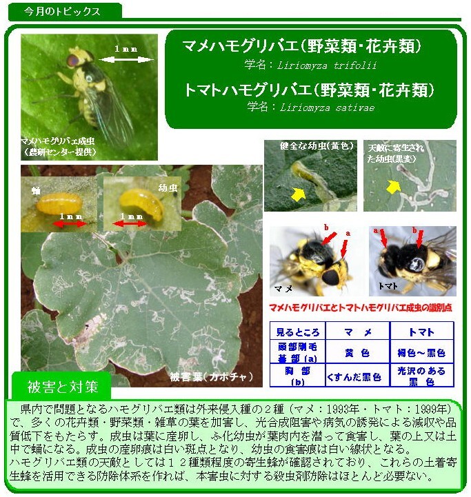 写真：マメハモグリバエ・トマトハモグリバエ（野菜類・花卉類）の生態と被害