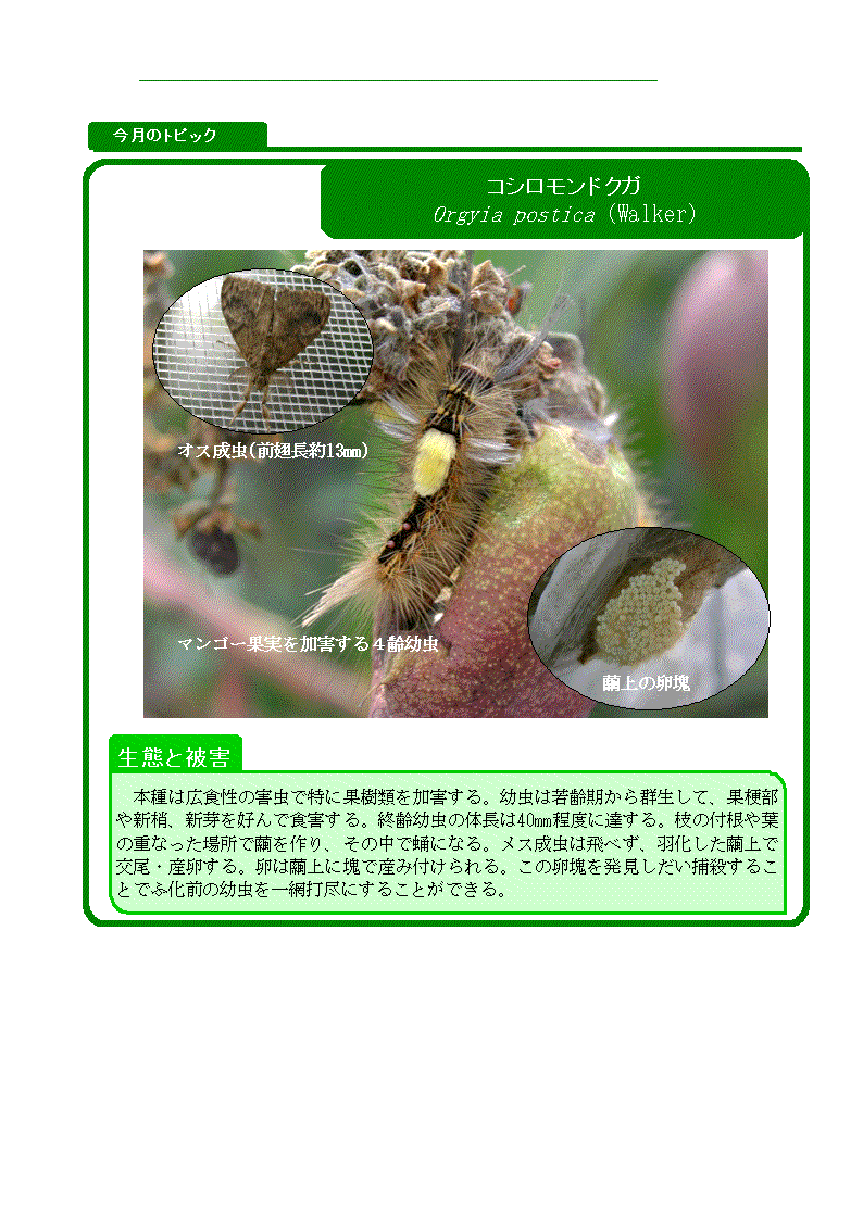 写真：コシロモンドクガ（果樹類）の生態と被害