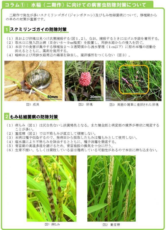 写真：水稲（二期作）に向けての病害虫防除対策について