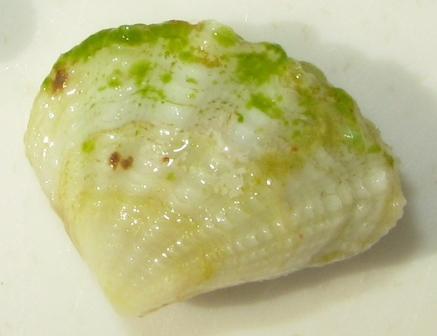 写真：ヒメジャコの稚貝の様子5