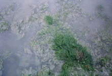 写真：海藻