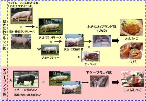 イラスト：沖縄県産の豚の家系図