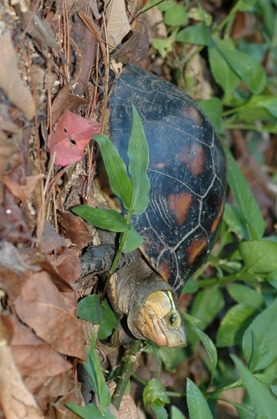 写真：ヤエヤマセマルハコガメ