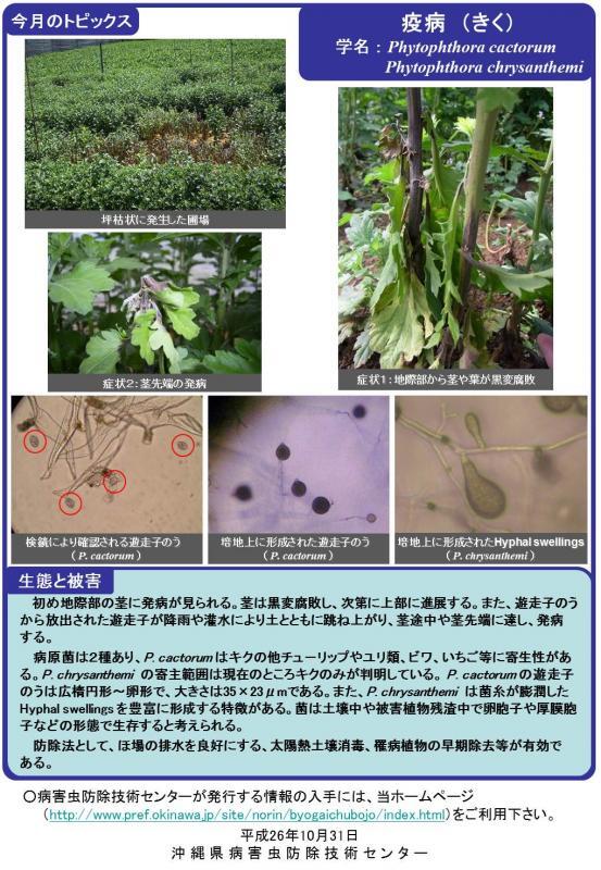 写真：疫病（キク）の生態と被害