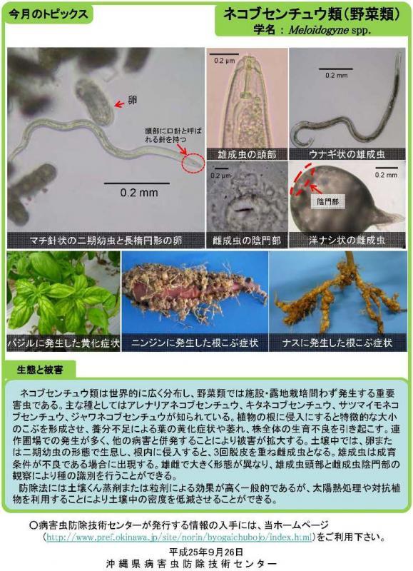 写真：ネコブセンチュウ類（野菜類）の生態と被害