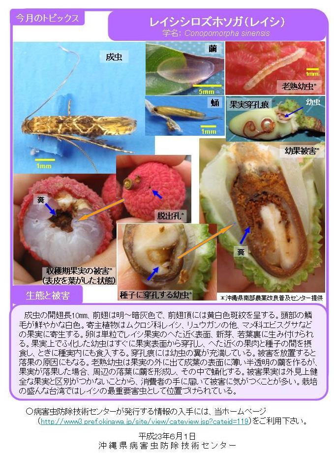 写真：レイシシロズホソガ（レイシ）の生態と被害