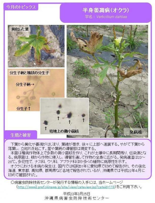 写真：半身萎凋病（オクラ）の生態と被害