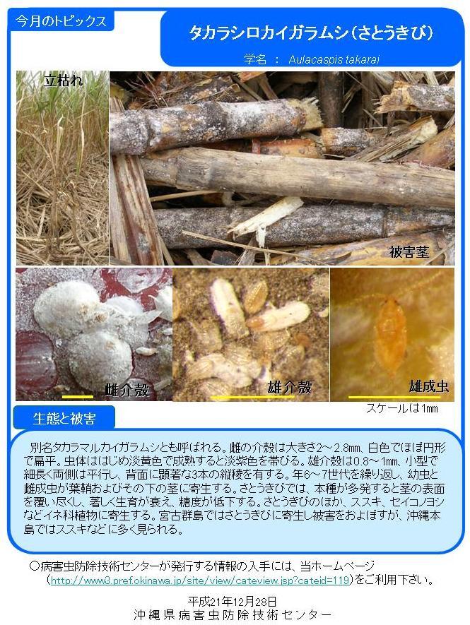 写真：タカラシロカイガラムシ （さとうきび）の生態と被害