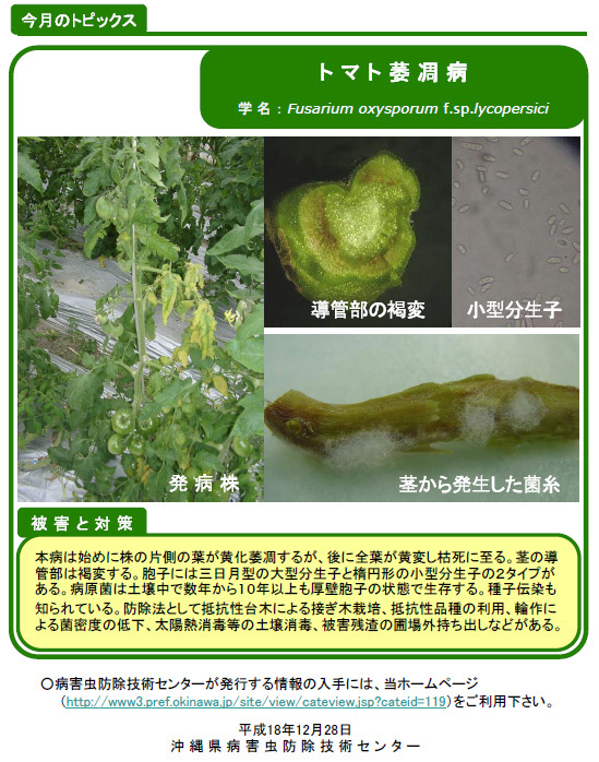 写真：トマト萎凋病の被害と対策