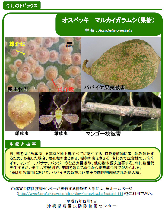 写真：オスベッキーマルカイガラムシ（果樹）の生態と被害