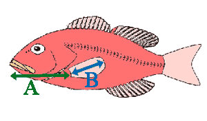 イラスト：AとBの長さを記した魚