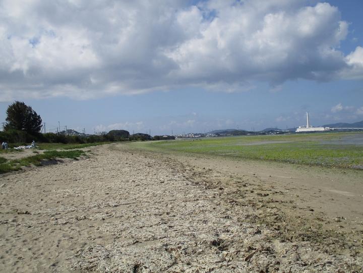 写真：清掃後の海岸の様子