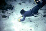 写真：海底の汚染調査の様子