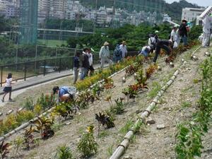 写真：第70回沖縄県植樹祭　植樹行事2