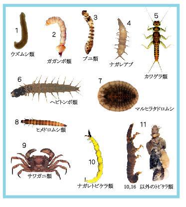 写真：水質階級と指標生物1