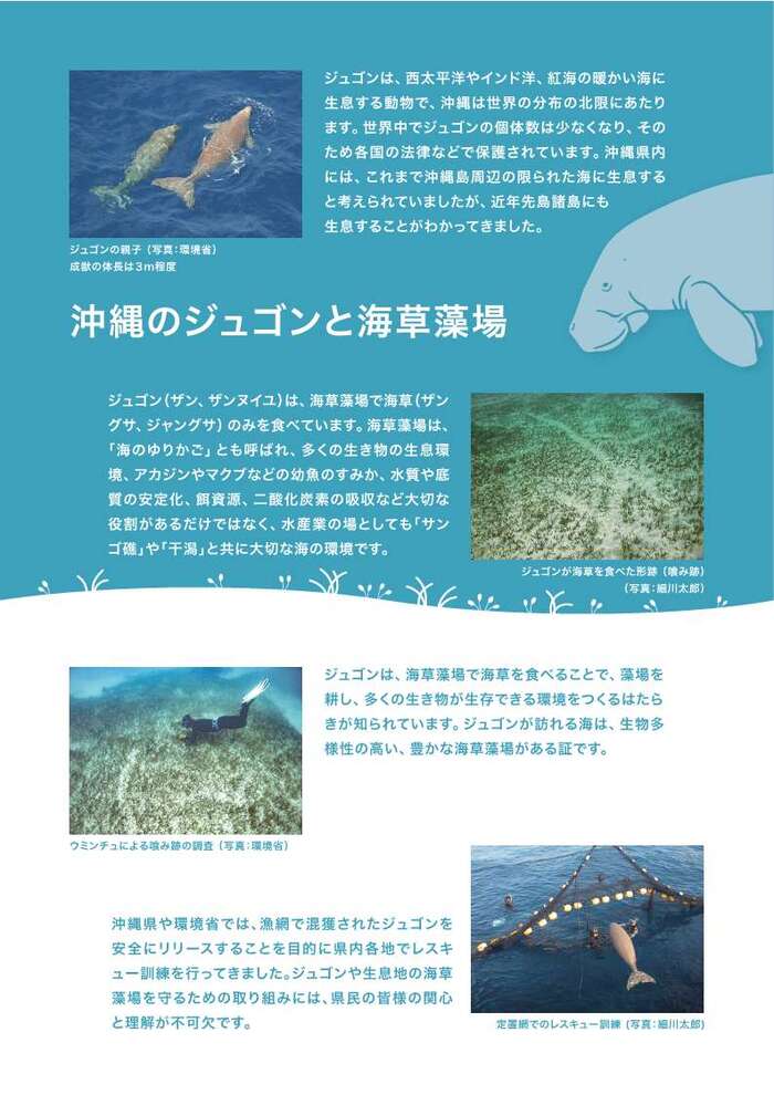チラシ:ジュゴンについて2
