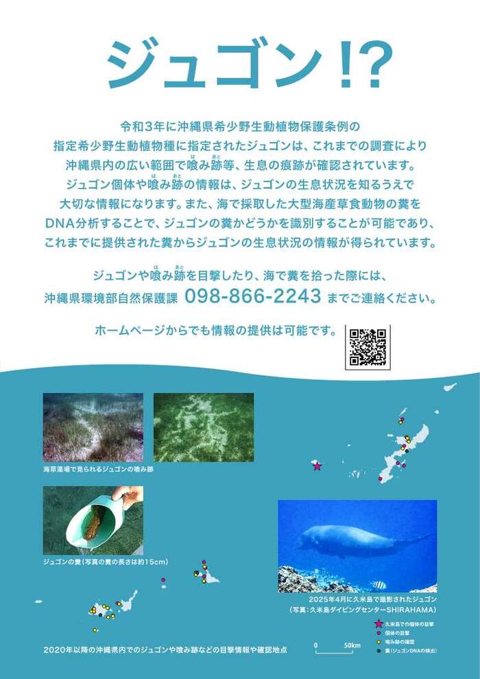 チラシ:ジュゴンについて1