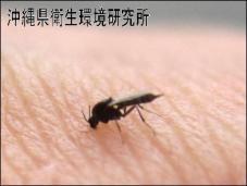 写真:アーサ虫ヌカカ