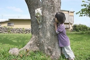 写真：第13回八重山獣医師会長賞