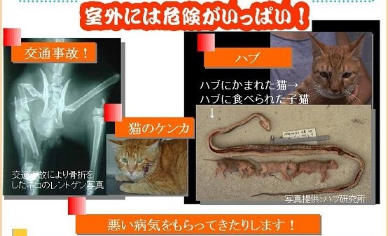 イラスト：室外には危険がいっぱい！交通事故！ハブ　猫のケンカ　悪い病気をもらってきたりします！