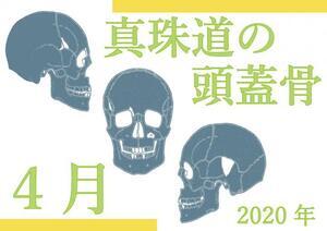 イラスト：真珠道の頭蓋骨　2020年4月