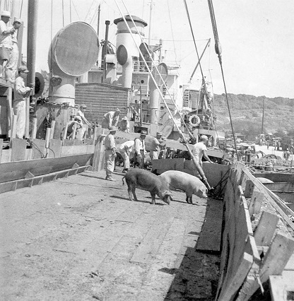 写真：船に乗っている豚と船員