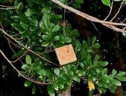 写真：ミカンコミバエの誘導板をさげた木