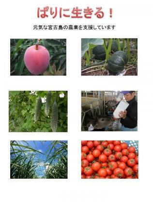 表紙の写真：ぱりに生きる！元気な宮古島の農業を支援しています