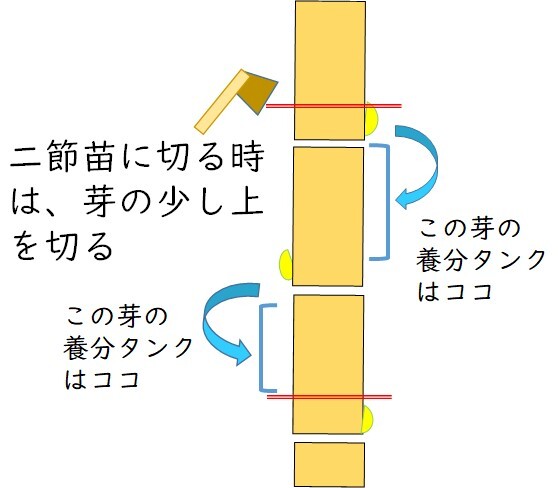 イラスト：二節苗を切るコツ