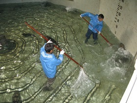 写真：親魚移動の様子