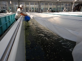 写真：餌やりの様子2