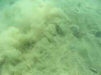 写真:海底泥の様子1