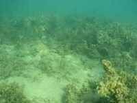 写真:海底泥の様子2