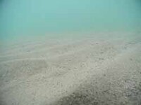写真：海底泥の様子4