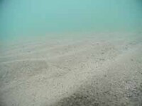 写真:海底泥の様子4