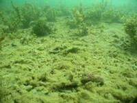 写真:海底泥の様子3