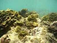 写真:海底の様子2