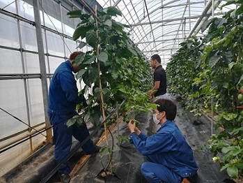 写真：整枝剪定作業