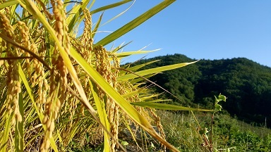 写真：田畑