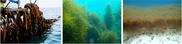 岩手県広田湾におけるワカメ養殖（左）、長崎県新上五島町の天然海藻群落（中）、沖縄県本部町のオキナワモズク養殖（右）の写真