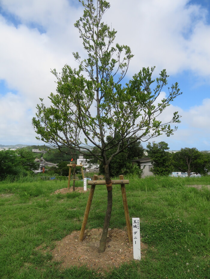 写真:第75回沖縄県植樹祭記念植樹場所(記念樹)