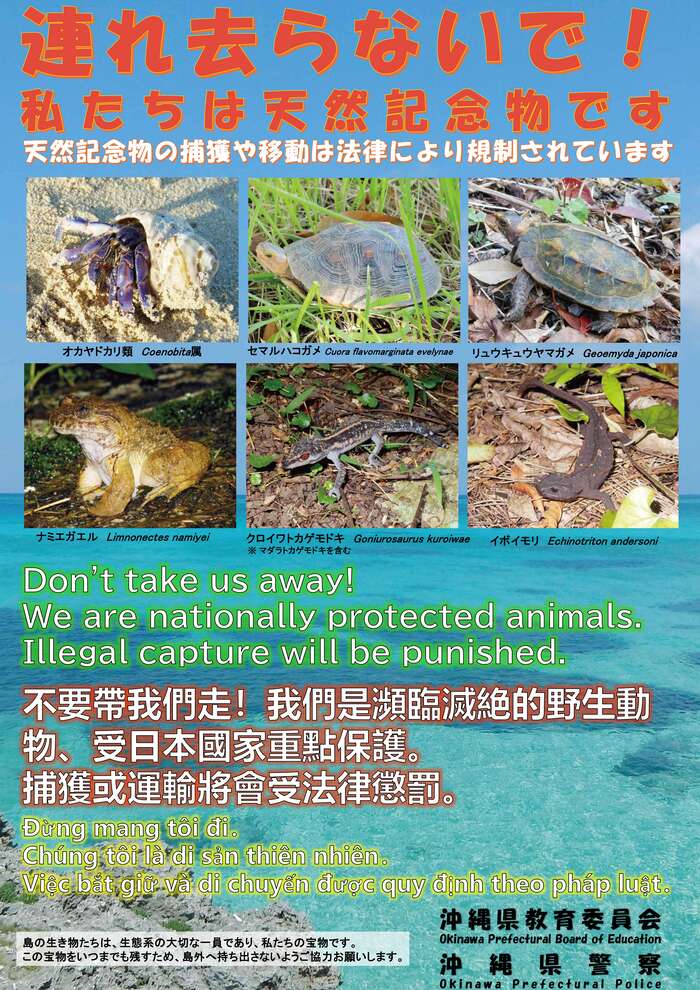連れ去らないで!私たちは天然記念物です