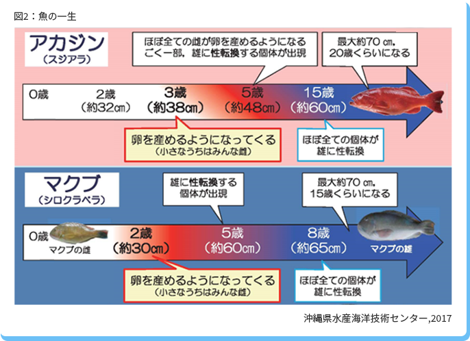 アカジン、マクブの一生