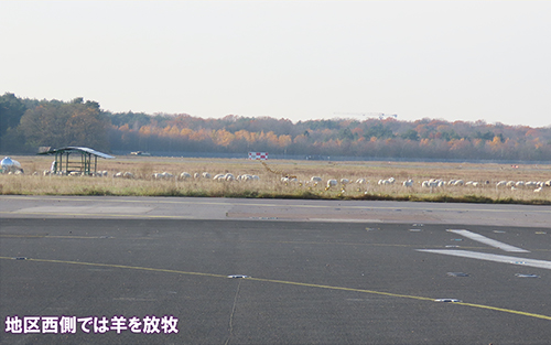 地区西側では羊を放牧